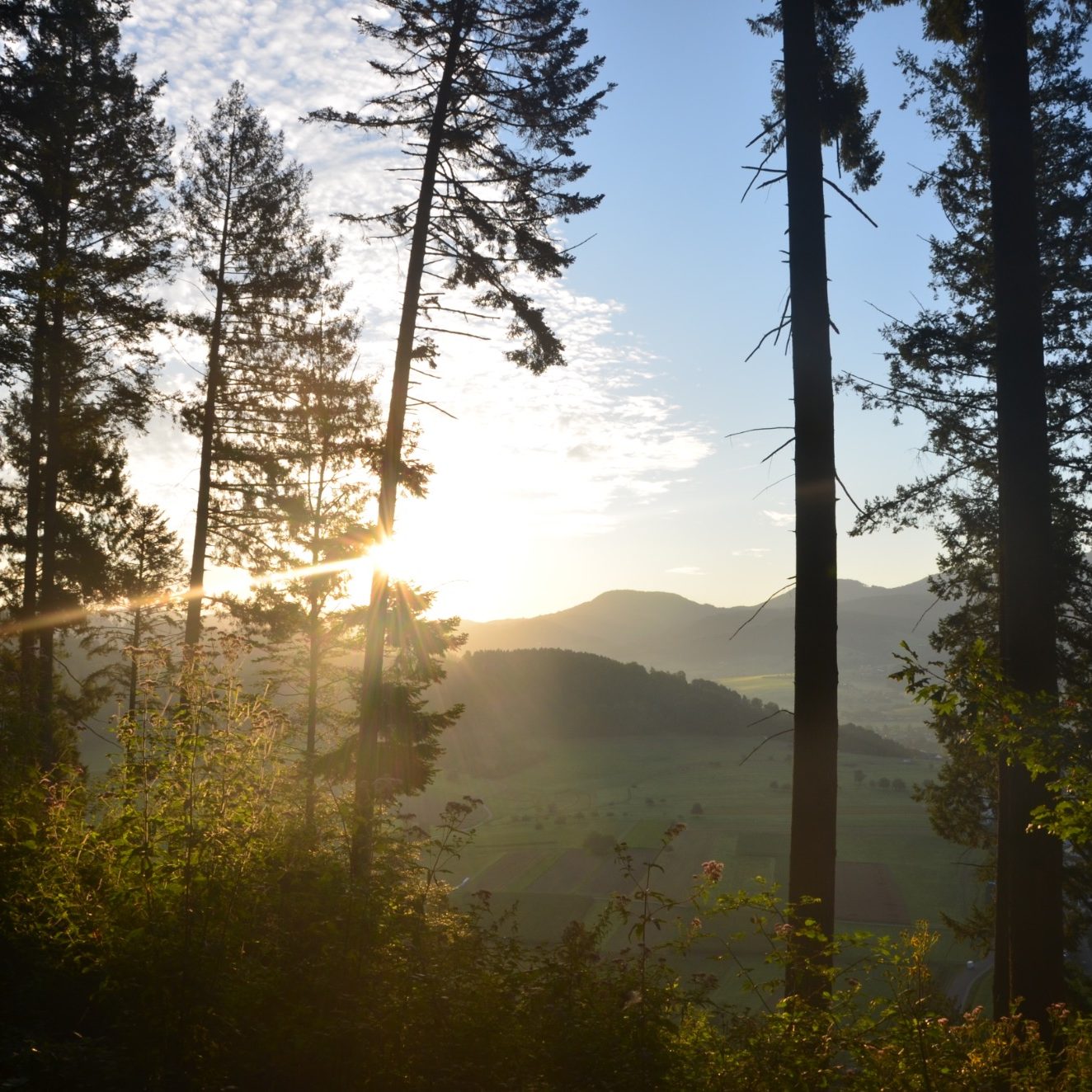 Ihre neue Ausrichtung und Vision Sonnenaufgang hinter Bäumen mit sanften Hügeln im Hintergrund.